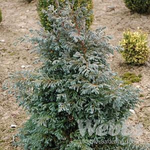 Chamaecyparis pisifera Boulevard - 3ltr pot