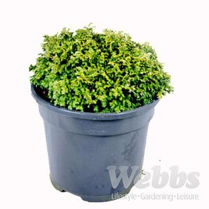 Chamaecyparis pisifera Nana - 3ltr pot