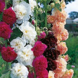 Hollyhock Chater's Mixed - 45 Seeds
