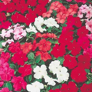 Busy Lizzie Glowing Embers Mix - 60 Seeds