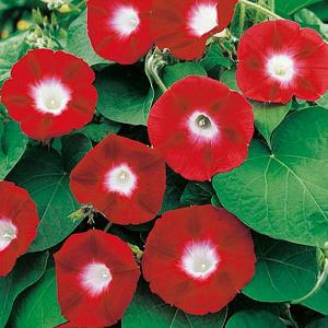 Morning Glory Crimson Rambler - 25 Seeds