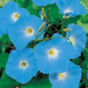 Morning Glory Heavenly Blue - 35 Seeds