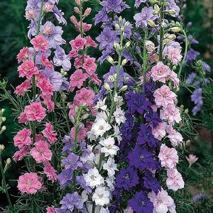 Larkspur Little Rocket Mix - 550 Seeds