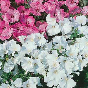 Lavatera (Mallow) White Satin - 120 Seeds