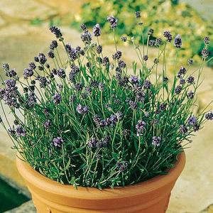 Lavender* Lavender Lady - 50 Seeds
