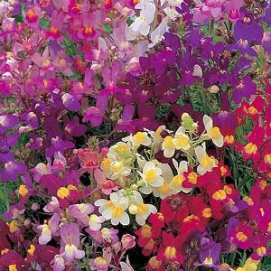 Linaria Fairy Bouquet - 6300 Seeds