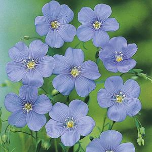 Linum Blue Dress - 350 Seeds