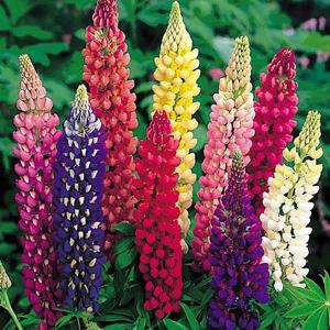 Lupin Russell Mix - 50 Seeds