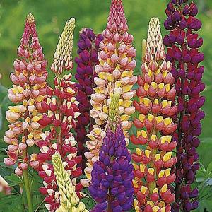 Lupin Gallery Mix - 54 Seeds