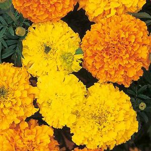 Marigold African Crackerjack Mix - 150 Seeds