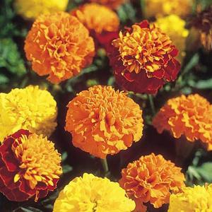Marigold French Boy'O'Boy Mix - 120 Seeds