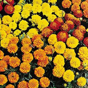 Marigold French Petite Mix - 200 Seeds