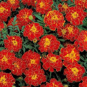 Marigold French Red Brocade - 110 Seeds