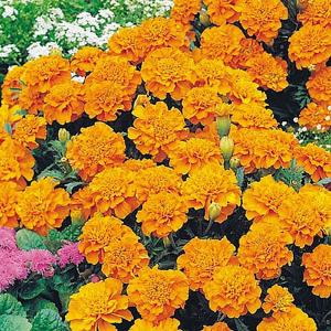 Marigold  French Orange Winner - 120 Seeds