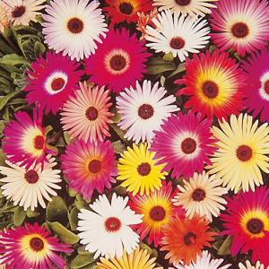 Livingstone Daisy Sparkles Mix - 1300 Seeds