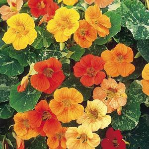 Nasturtium* Tutti Fruiti Mix - 25 Seeds