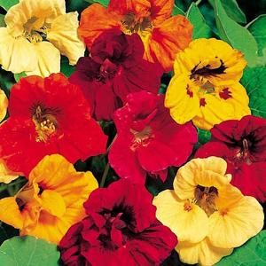 Nasturtium* Jewel Mix - 25 Seeds