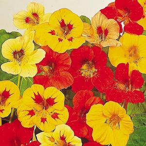 Nasturtium* Little Gem Mix - 25 Seeds