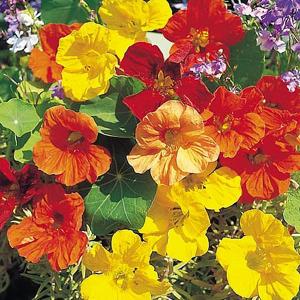 Nasturtium* Tropical Mix - 25 Seeds