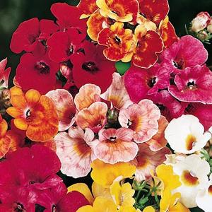 Nemesia Carnival Mix - 350 Seeds