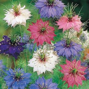 Love-in-a-Mist Persian Jewels - 750 Seeds