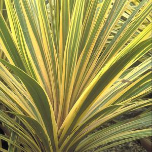Cordyline Torbay Dazzler 3 litre pot