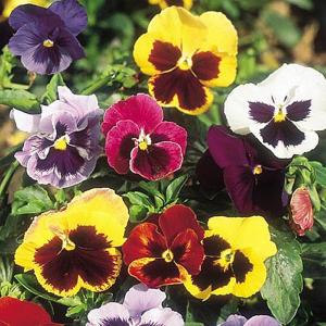 Pansy Giant Fancy Mix - 250 Seeds