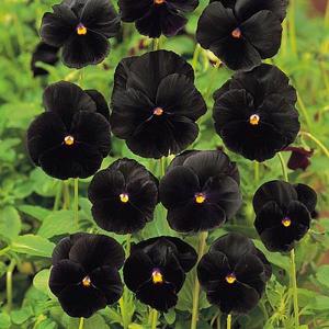 Pansy Black Beauty - 140 Seeds