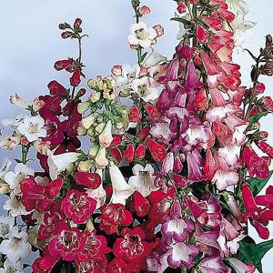 Penstemon Beloved Bells Mix - 150 Seeds