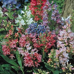 Penstemon Kaleidoscope Mix - 90 Seeds
