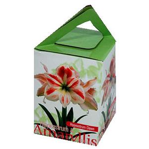 Hippeastrum (Amaryllis) Clown - Gift Box