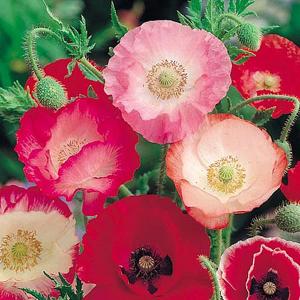 Poppy Shirley Mix - 2500 Seeds