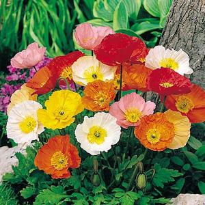 Poppy Iceland Special Mix - 1900 Seeds