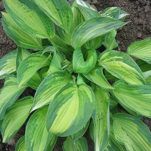 Hosta Julie Morss - 3ltr pot