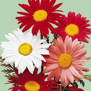 Pyrethrum Large Flowered Hybrids - 100 Seeds