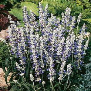 Salvia Farinacea Strata - 55 Seeds