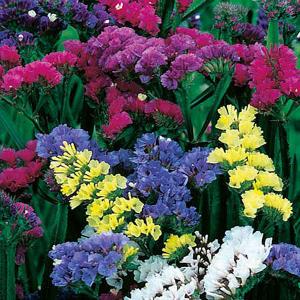 Statice Sinuata Special Mix - 80 Seeds