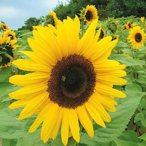 Sunflower* Giant Yellow - 50 Seeds