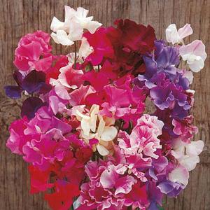Sweet Pea New Horizon Mix - 25 Seeds