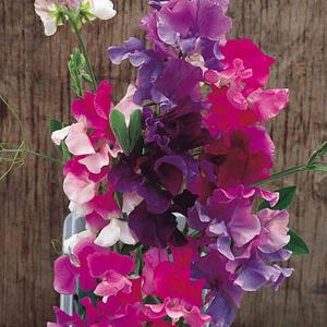 Sweet Pea Melody Mix - 25 Seeds