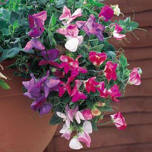 Sweet Pea Sweetie Mix - 20 Seeds
