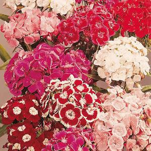 Sweet William Perfume Mix - 800 Seeds