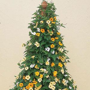 Black-Eyed Susan - 20 Seeds