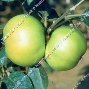 Apple (Malus) Bountiful - 12L Bush