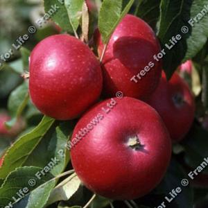 Apple (Malus) Discovery - 12L Bush