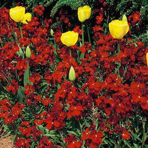 Wallflower Fire King - 500 Seeds