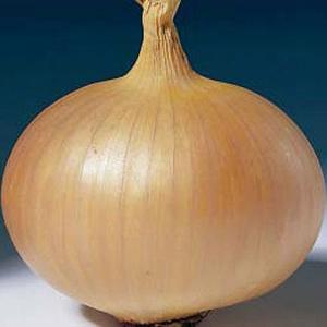 Onion Stuttgarter - 50 Sets