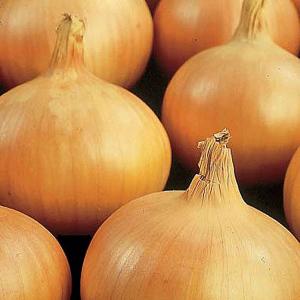 Onion Sturon - 50 Sets