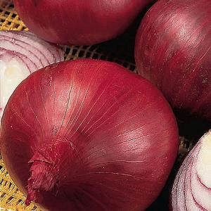Onion Red Baron - 50 Sets