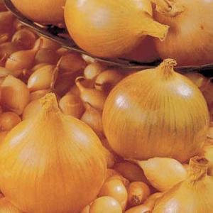 Onion Setton - 50 Sets